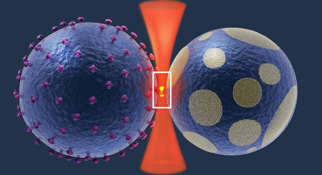 Fusion of membrane vesicles using optically trapped plasmonic nanoparticles.