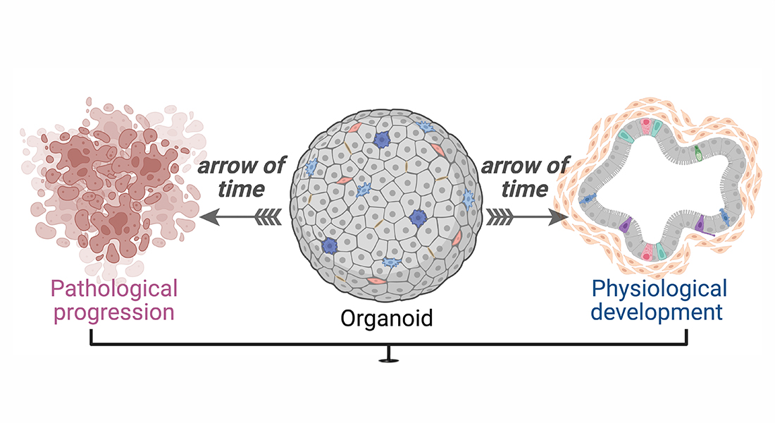 Levende væv opretholdes af kontinuerlige informationsstrømme, som definerer den biologiske tidsretning og forbinder dynamikken mellem cellerne med hvordan vævet organiserer sig. 