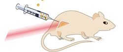 Mouse gets an injection