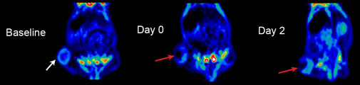  PET-scanninger af en mus med en stor tumor løbende over behandlingen