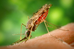 A malaria mosquito - an Anopheles albimanus - all set to suck blood.