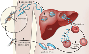 Click the picture to see the basic features of the Plasmodium life cycle.