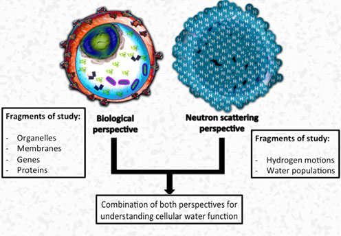 Cell shown in biological and neutron scattering perspective