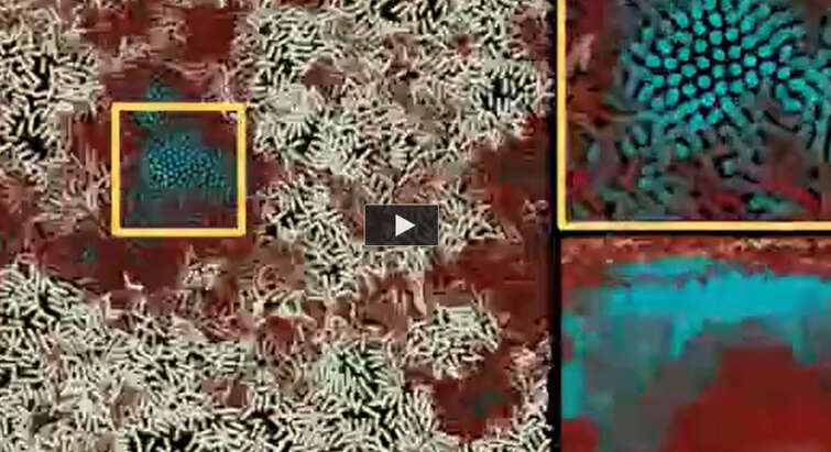 Computer simulation of bacterial competition.
