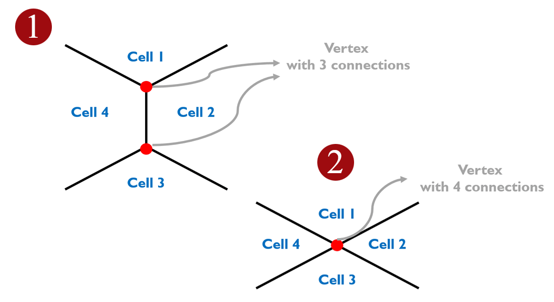 The figure of the model shows that new cells integrate in vertices with more than three cells.  