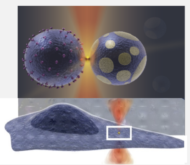 Cell membrane repair and biophysics of annexins