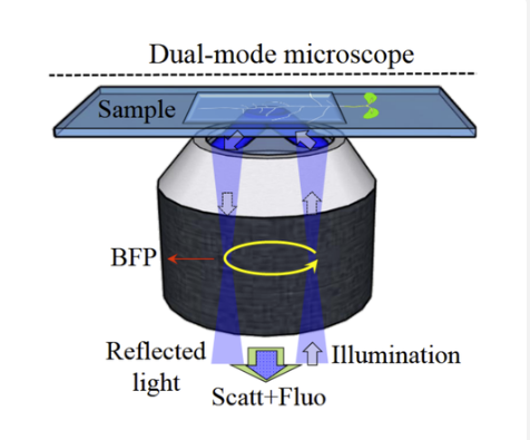 Plant Biophysics In collaboration with the Staffan Persson Lab (Plant Science, UCPH), Guillermo Pescador (UCPH) and Alexander Rohrbach (Freiburg), we have developed a new label-free microscopy approach that detects intracellular dynamics in plant cells through light scattering. Using this method, we can reveal and quantify previously hidden diffusion dynamics of intracellular vesicles in plant roots. We also study the biophysics of the plant cell surface using optical trapping and thermoplasmonics as manipulation tools. In particular, we investigate how membrane phase behavior, tension and membrane curvature shape the lateral distribution of proteins. Frontiers in Plant Science (2023). Ebrahimi et al.