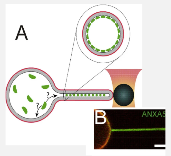 Membrane curvatures
