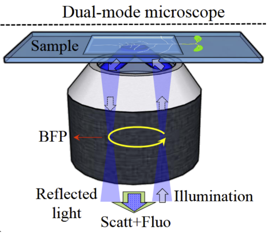 Scattering/interferometric microscopy