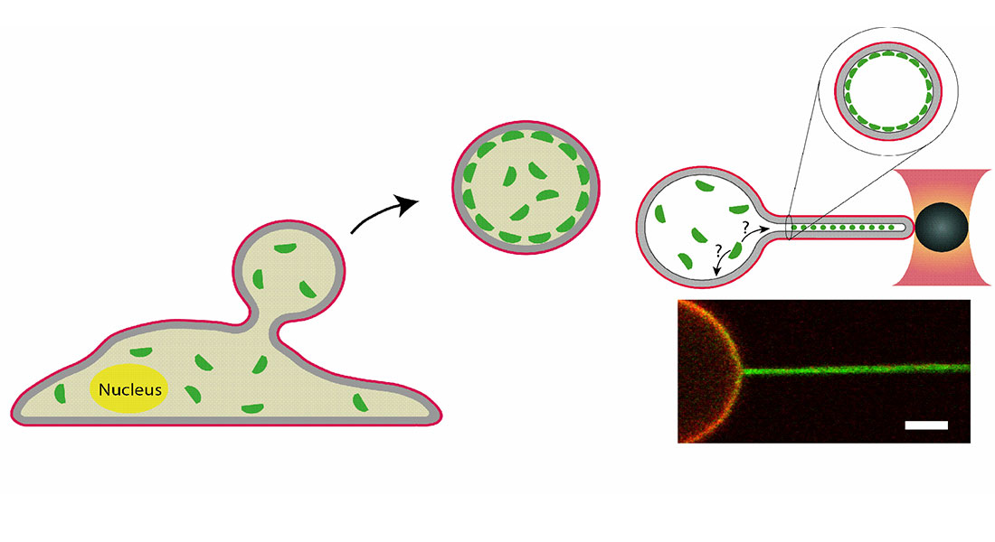 Optical manipulation of membrane shape to interrogate curvature affinity of proteins