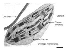 Billede af Thylakoid membran
