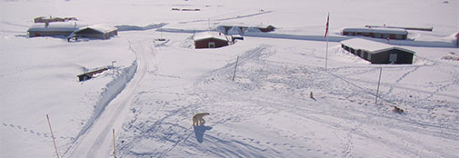 A visitor to Mestersvig Polar bear entering the camp