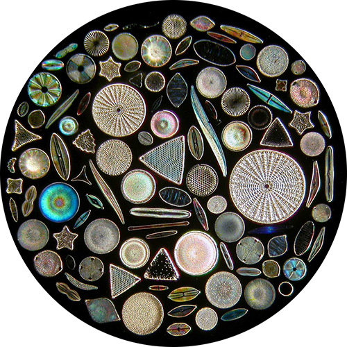 Phytoplankton - diatoms type