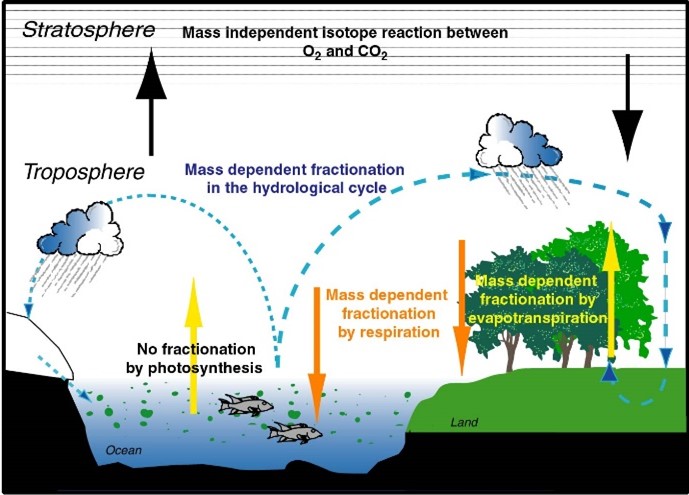 Oxygen cycle