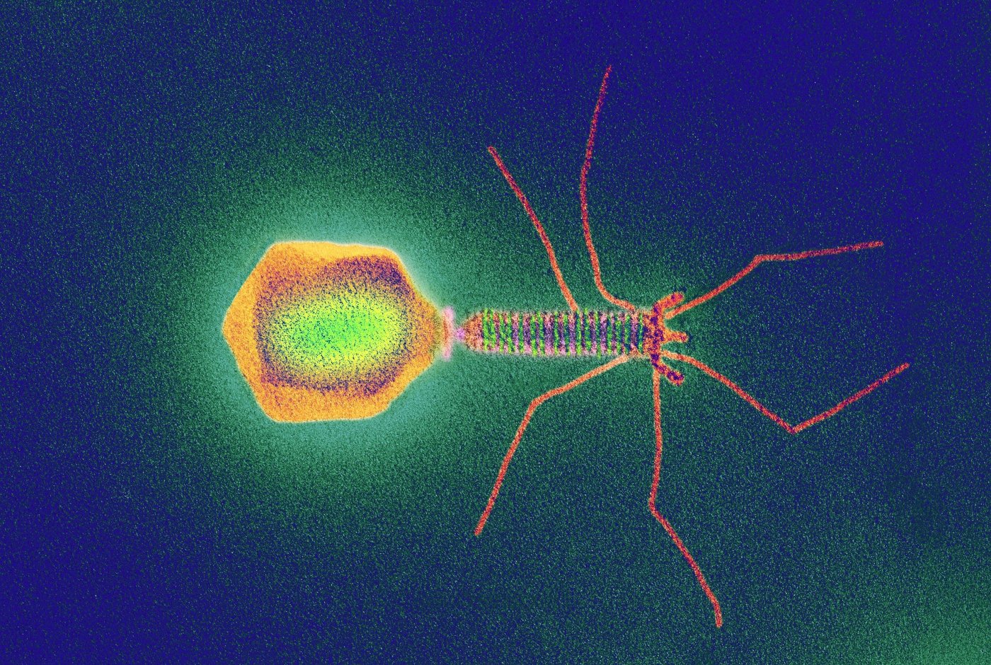 Phages regulate bacteria growth on Earth