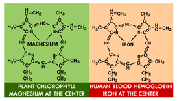 Molekylestrukturen for Klorofyl og hæmin
